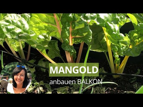, title : 'Einfach & Ertragreich: Mangold im Topf/Balkon-Hochbeet anbauen - die wichtigsten Tipps'