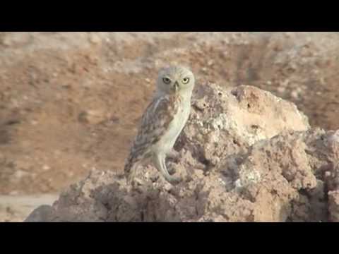 Athene noctua lilith call