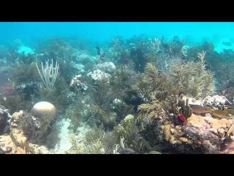 Pete's Reef, Key Largo, FL  Oct 2014 - Dive #93