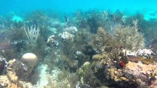 Pete's Reef, Key Largo, FL  Oct 2014 - Dive #93