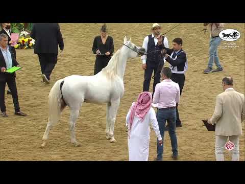 N 112 SAHEE AL NASSER   1st Qatar Arabian Horse Show Local Bred