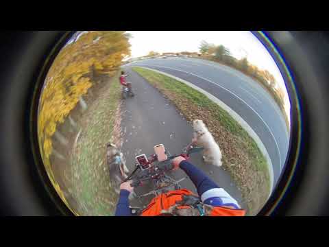 Route 234 Shared Use Pathway VA | Bills VLOG | Husky Dog Adventure | WoofDriver