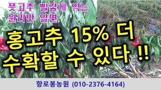 홍고추 수확 15% 더 수확하는 방법-고추뿌리 뽑아주기