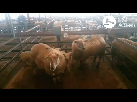 LSL Auctions - Sheep sale at Roscommon - LSLAuctions.com