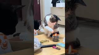 クスッと笑えるにゃんこ#にゃんこ #子猫 #猫との暮らし #ペット動画 #癒し動物 #もふもふ猫 #かわいい猫