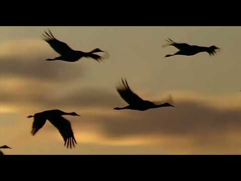 SPOT   COMO EL VUELO DE LOS  GANSOS