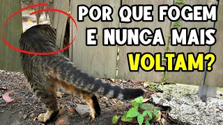 Por que os gatos FOGEM DE CASA E NÃO VOLTAM? 🔥 Como evitar que fujam!
