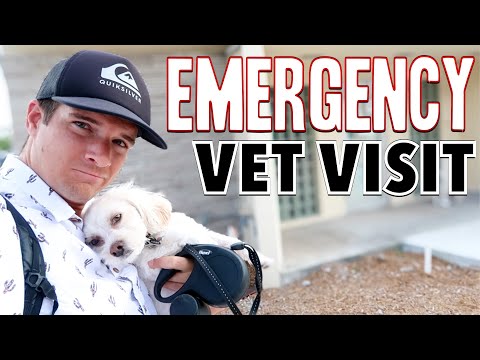 EMERGENCY ANIMAL HOSPITAL VISIT 😢 WHAT TO DO IF MY DOG IS SICK? HOW TO TELL IF YOUR DOG IS SICK PAIN