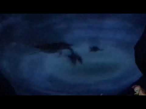 download lagu mp3 mp4 Who Says My Dreams Have To Stay Just My Dreams, download lagu Who Says My Dreams Have To Stay Just My Dreams gratis, unduh video klip Who Says My Dreams Have To Stay Just My Dreams