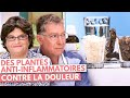 DES PLANTES ANTI INFLAMMATOIRES CONTRE LA DOULEUR