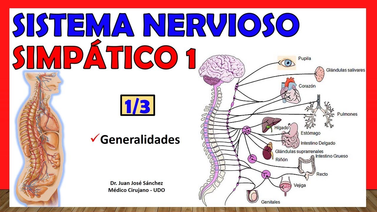 🥇 SYMPATHETIC NERVOUS SYSTEM 1/3 - Generalities - Simple Explanation!