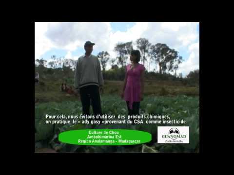 Guanomad   Guano   Engrais Bio   Témoignage chou de chine