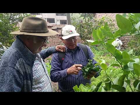 control para mosca blanca (Dr.Wilfredo Catalán- UNSAAC) Pillpinto - Paruro - Cusco