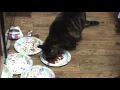 Om Nom Kitty