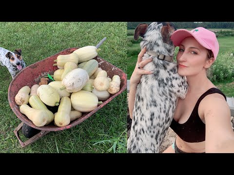 Monster Squash Haul From My Parents Garden! I HOLLY WOLF