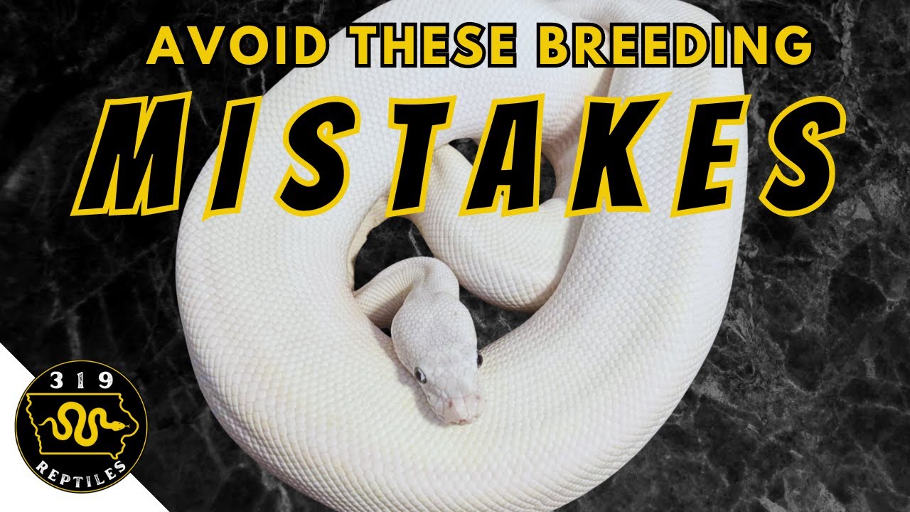 The Riskiest Ball Python Breeding Combos