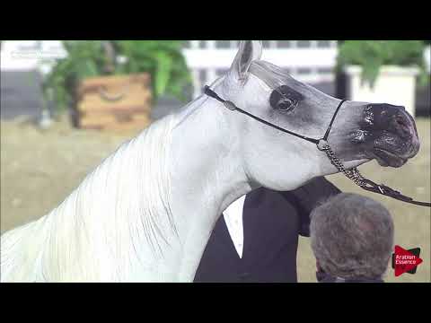 N.136 DHS AISHA - 2019 Qatar Int. Peninsula show - Mares 11 Years old and above (Class 9)