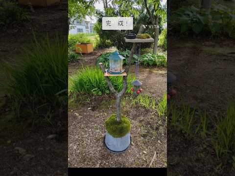 春に庭の鳥に餌をやるかわいいミソサザイ昆虫を根絶する鋭いくちばし