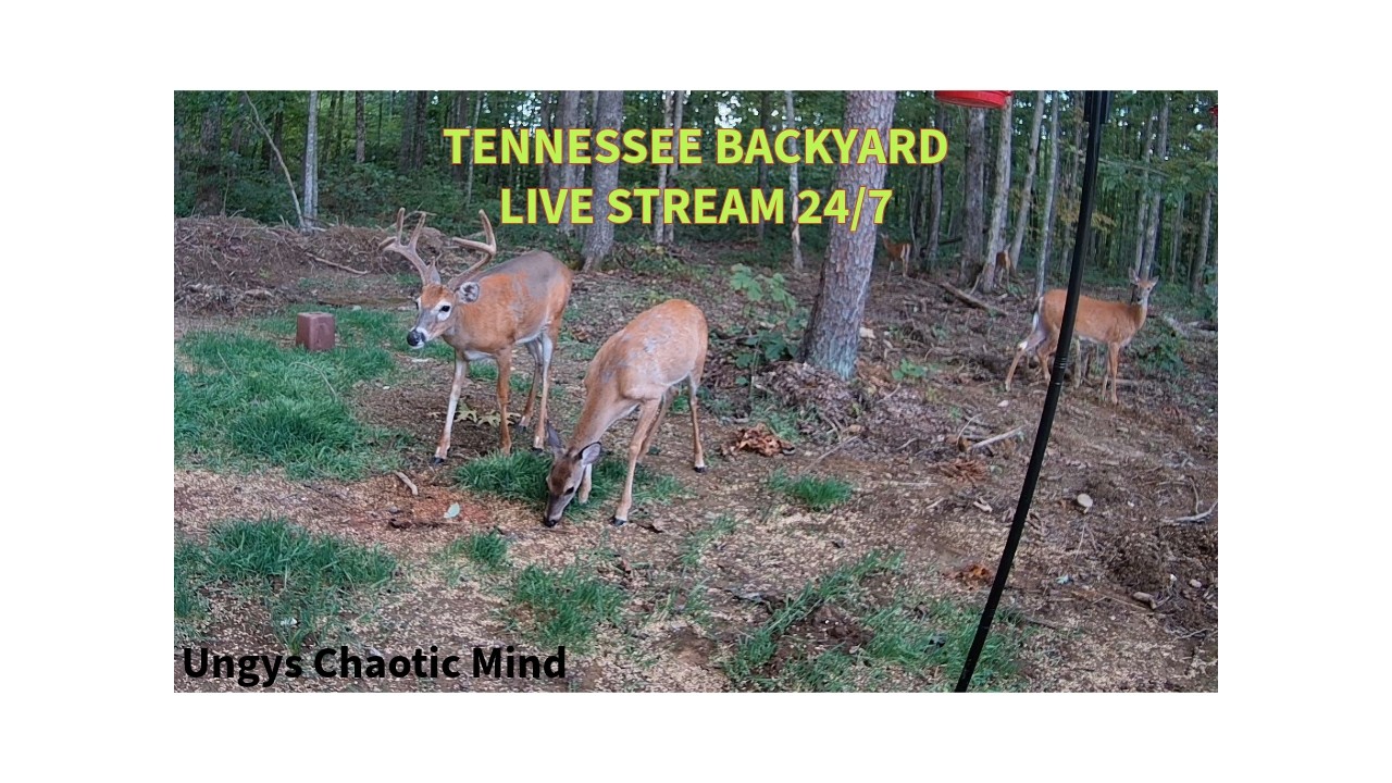 Live webcam view of Backyard Deer & Bird Feeder Cam