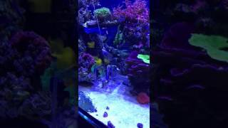 How to catch a fish in a large aquarium! Part 1 (of 2)
