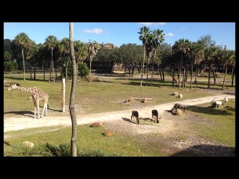TDW 1303 - Eating Lunch with Giraffes