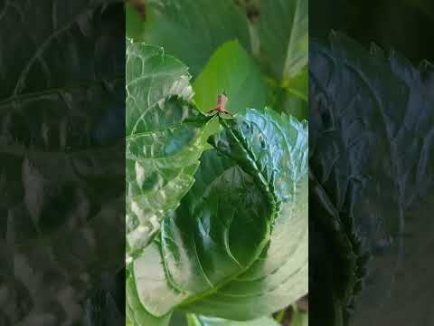 水をやりすぎたアジサイ、もう一度始めさせてもいいですか？あなたの植物を救うための4つの簡単なステップ!  庭園