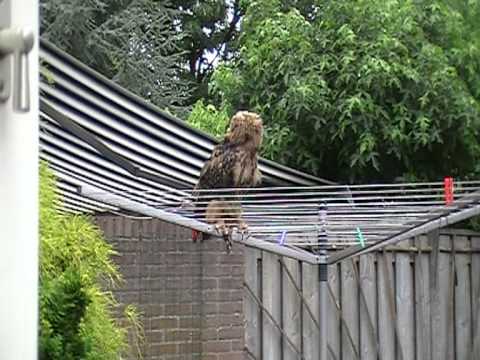 Oehoe Uil in de tuin op de droogmolen