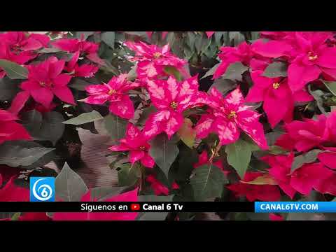 Video: La nochebuena resiste los desafíos y llega en buen estado al oriente del Edomex