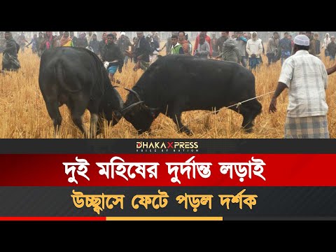 বরগুনার আমতলীতে ঐতিহ্যবাহী মহিষের লড়াই