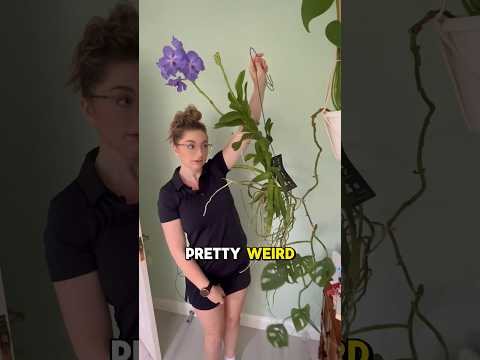 You won’t believe how hard it is to find a home for a new plant 😅#plantaddict #marriedlife