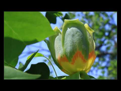 チューリップの木 植物