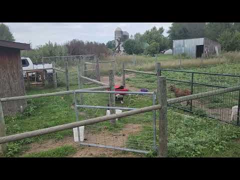 Rayne Being Cute and Catlike