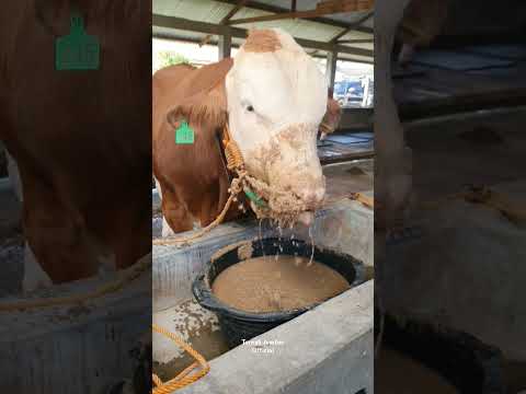 Sapi Makan Comboran Sambil Tenggelam #shorts #viral #sapi #cow