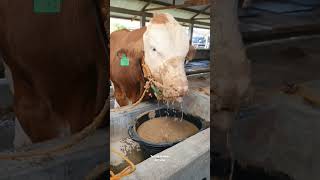 Download lagu Sapi Makan Comboran Sambil Tenggelam #shorts #viral #sapi #cow mp3