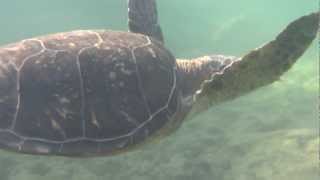 preview picture of video 'Turtle in the lagoon of Hilton Waikoloa Village 1'