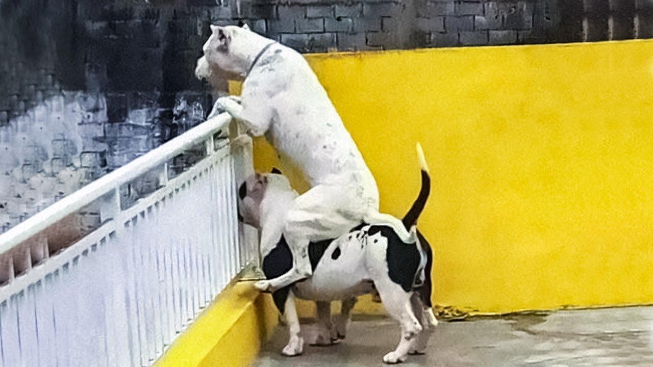 MOMENTOS DE GÊNIOS ANIMAIS REGISTRADOS PELAS CÂMERAS