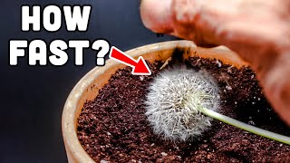 Growing Dandelion from Seed Head (36 Days Time Lapse)