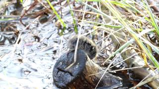 RSPB Rainham Marshes Short-tailed Vole 25-11-11 Mark Hart.MOV