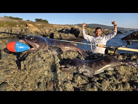 Camouflaged Fish LIMIT From Shore - How I FINALLY DID IT!!!