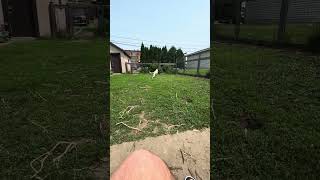 Video preview image #1 Pointer-Unknown Mix Puppy For Sale in Minneapolis, MN, USA