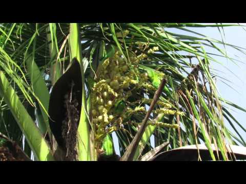 Kara sun -Birding in Guatemala -Part 2  "los tarrales"