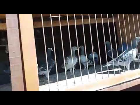 Revoada pombos Darione