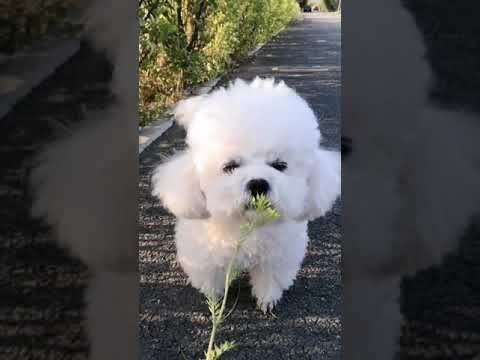 Cute Puppy lovely  Care #short #3198