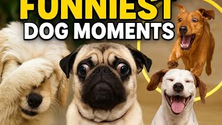 Hilarious Dog Moments That Will Make You Laugh Nonstop 😂🐶