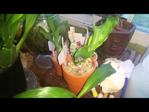 Kitchen orchid update May 2016 and de-flasked orchid update