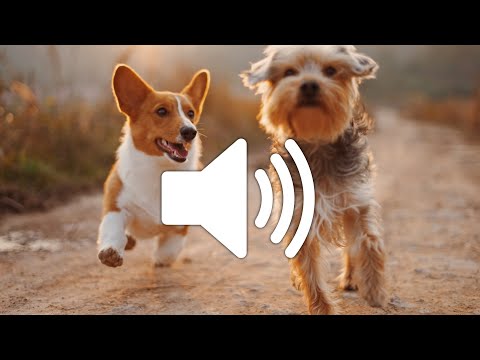 Download Dog barking sound mp3 free and mp4 Download Dog barking sound mp3 free and mp4