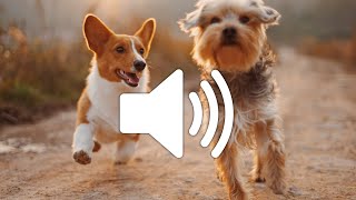 Dog Barking Sound Effect - Copyright free