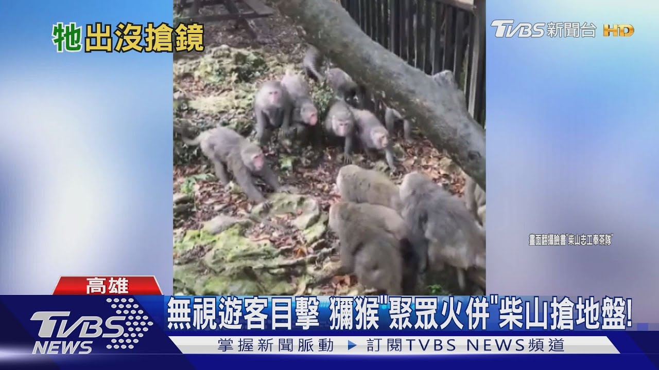 無視遊客目擊 獼猴「聚眾火併」柴山搶地盤!