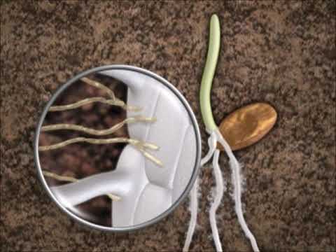 Fusarium Diseases of Wheat Preview Clip