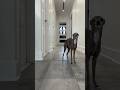 Italian Greyhound Does Not Like Canadian Winter